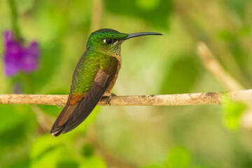 Fawn-breasted Brilliant Hummingbird in flight, 4K resolution, best Ecuador humminbirds
