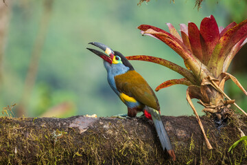 Plate billed mountain toucan (Andigena laminirostris) sitting on the branch, 4k resolution, best birds of Ecuador

