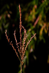 view of cornflowers growing in the garden. Corn plants are protandy in that male flowers generally grow 1-2 days before the appearance of hairs (styles) on female flowers.