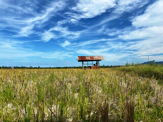 Rice fields with rice ready to be harvested and a small hut