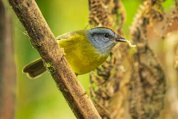 Russet-crowned Warbler, Myiothlypis coronata, cute shy colored warbler from Andean slopes of South America, Wild Sumaco lodge, Ecuador.