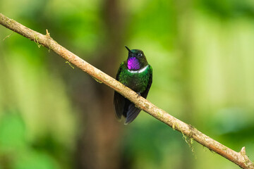 Gorgeted Sunangel, Heliangelus strophianus, hummingbird from Mindo forest, Bellavista, Ecuador. Wildlife scene from nature. Birdwatching 