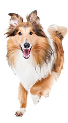 Fototapeta premium Full body shot of Shetland Sheepdog(Sheltie), running happily, smiling.