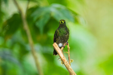 Buff-tailed coronet (Boissonneaua flavescens), on branch, 4K resolution, best Ecuador humminbirds, colibri
