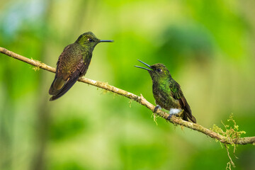 Two fighting Buff-tailed coronet (Boissonneaua flavescens), in flight, 4K resolution, best Ecuador humminbirds
