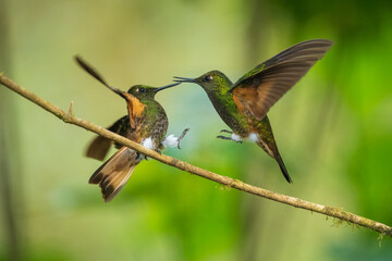 Two fighting Buff-tailed coronet (Boissonneaua flavescens), in flight, 4K resolution, best Ecuador humminbirds
