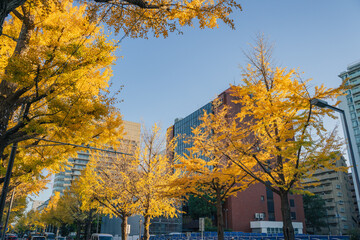 紅葉と山下公園