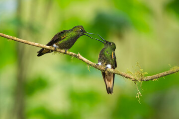Two fighting Buff-tailed coronet (Boissonneaua flavescens), in flight, 4K resolution, best Ecuador humminbirds
