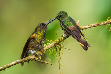 Two fighting Buff-tailed coronet (Boissonneaua flavescens), in flight, 4K resolution, best Ecuador humminbirds
