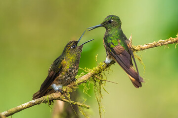 Two fighting Buff-tailed coronet (Boissonneaua flavescens), in flight, 4K resolution, best Ecuador humminbirds
