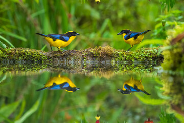 The blue-winged mountain tanager (Anisognathus somptuosus) is a species of bird in the family Thraupidae, the tanagers. It is native to South America, where it is found in Bolivia, Colombia, Ecuador, 