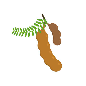 tamarind flat design vector illustration isolated on white background. Flavor spices and herbs menu template collection. Ripe brown tamarindus indica icon for package design. tropical exotic fruits
