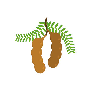 tamarind flat design vector illustration isolated on white background. Flavor spices and herbs menu template collection. Ripe brown tamarindus indica icon for package design. tropical exotic fruits