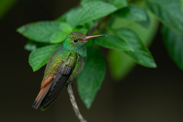 Bronze-tailed plumeleteer (Chalybura urochrysia) on a perch, costa Rica