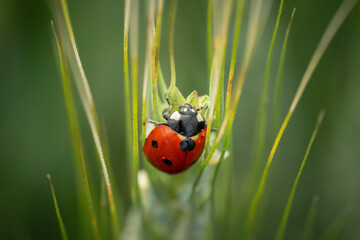 Seven-spot ladybird (Coccinella septempunctata) in barley, Belgium