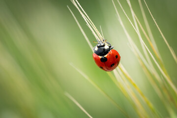 Close up of  a seven-spot ladybird (Coccinella septempunctata), Belgium