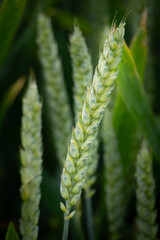 Close-up of a wheat ear (triticum aestivum), Belgium