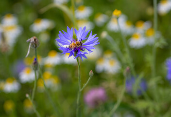 Macro of a bee on a cornflower centaurea cyanus blossom