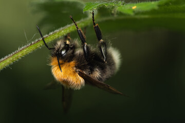 Close up of a sleeping tree bumblebee (Bombus hypnorum), UK