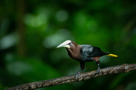 Close up of a chestnut-headed oropendola (psarocolius wagleri), costa Rica