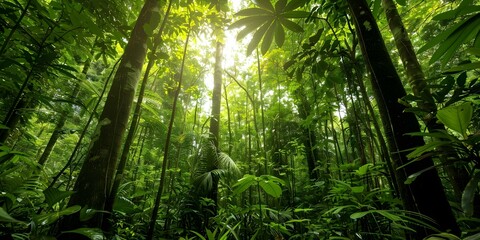 Fototapeta premium Immersive Forest Scene Towering Trees, Thick Foliage, and Sunlight Peeking Through Canopy. Concept Forest Escapade, Nature Photography, Enchanting Woods, Lush Greenery, Magical Sunlight Through Trees