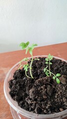 tomato plant in vase
