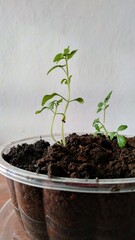 young plant in a pot