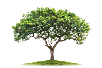 one Green tree isolated on white, Green trees isolated on transparent background forest and summer foliage for both print and web with cut path. PNG