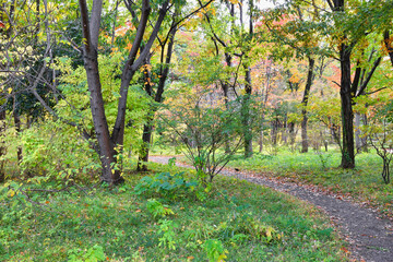 皇居東御苑の美しい紅葉 コピースペースあり（日本東京都）
Beautiful autumn leaves in Kokyo Higashi Gyoen (The East Gardens of Tokyo Imperial Palace,the East Gardens of the Imperial Palace) copy space available(Tokyo, Japan)
