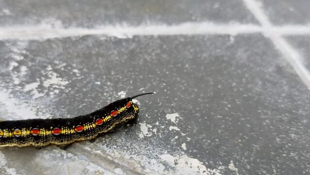 caterpillar on concrete