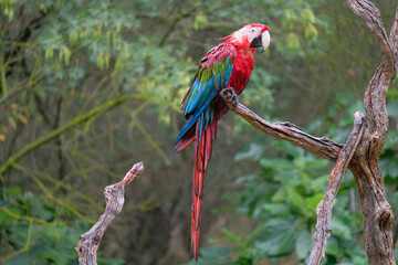 Colorful Macaw in a tree