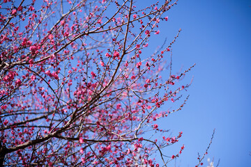 綺麗な梅の花