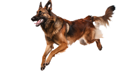 Full body shot of Belgian Shepherd dog, running happily, smiling.