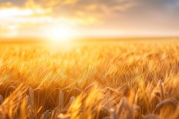 Golden wheat field illuminated by a warm sunset, capturing the essence of nature's beauty and the serenity of the countryside.