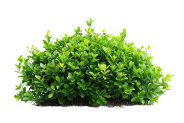 Fototapeta premium green bush isolated on white background. PNG