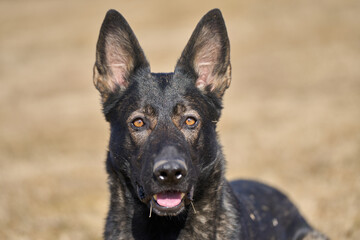 Portrait of a beautiful German Shepherd dog on a meadow on a sunny autumn day on a farm in Skaraborg Sweden