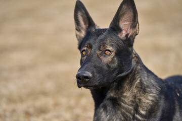 Portrait of a beautiful German Shepherd dog on a meadow on a sunny autumn day on a farm in Skaraborg Sweden