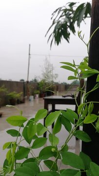 Raindrop in levees video HDR nature vertical shot