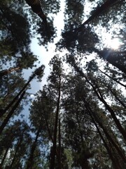 sun shining through trees