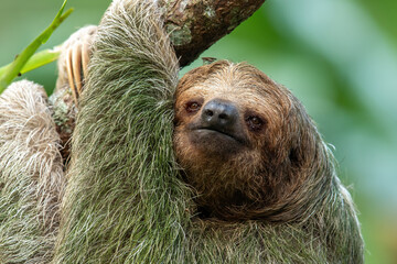 Brown-throated sloth (Bradypus variegatus) is a species of three-toed sloth found in the...