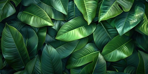 Tropical Leaf Texture Background