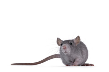 Cute detailed portrait of a young blue rat, walking towards viewer. Looking with cute head tilt to camera. Isolated on a white background.