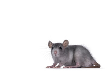 Cute detailed portrait of a young blue rat, standing side ways. Looking curious towards camera. Isolated on a white background..