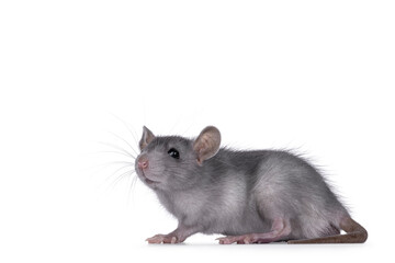 Cute detailed portrait of a young blue rat, standing side ways.  Looking curious towards camera. Isolated on a white background..