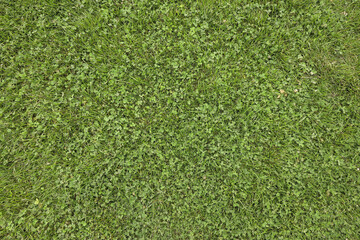 Obraz premium grass texture background yard garden