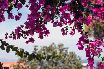 pink blossom, greece,agistri,grekland, summer, Mediterranean 
