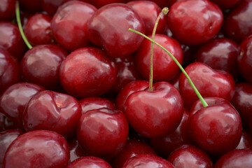 Close up photograph of a group of  nutritious fresh dark red cherries. Sweet and sour cherries contain antioxidants, polyphenols, anthocyanins. Healthy eating concept. Fruit background.