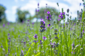 Romantic lavender landscape on summer sun light. Eco farming of lavender