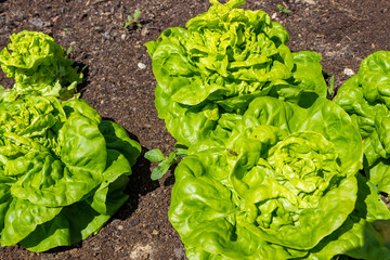 Close-up of a large lettuce, that grows in the brown soil of a vegetable bed. 