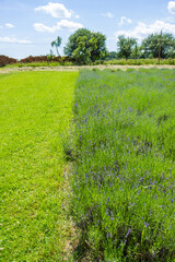 Lavender field rows in Czech Republic at ecofarm. View of a blooming lavender